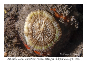 Artichoke Coral