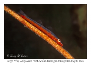 Large Whip Goby