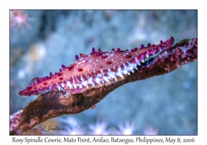 Rosy Spindle Cowrie