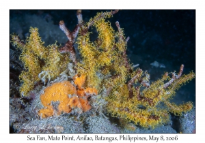 Sea Fan