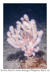 Sea Fan