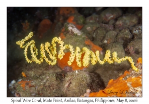 Spiral Wire Coral