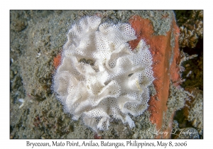 Bryozoan