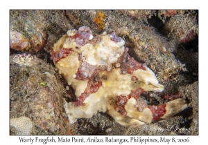 Warty Frogfish