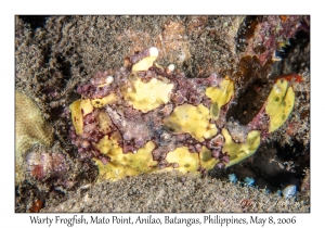 Warty Frogfish