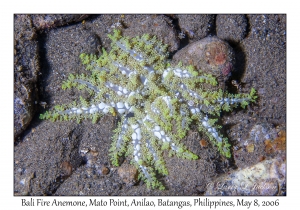 Bali Fire Anemone