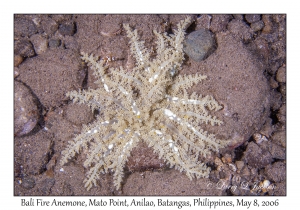 Bali Fire Anemone