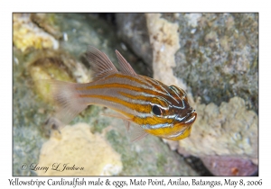 Yellowstriped Cardinalfish male
