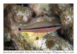 Spurcheek Cardinalfish