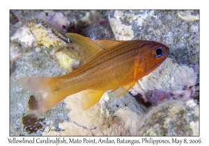 Yellowlined Cardinalfish