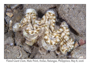 Fluted Giant Clam