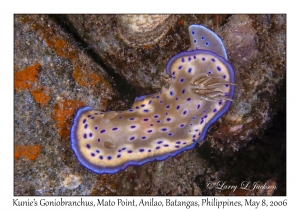 Kunie's Goniobranchus