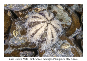 Cake Urchin