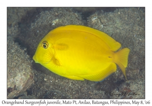 Orangeband Surgeonfish juvenile