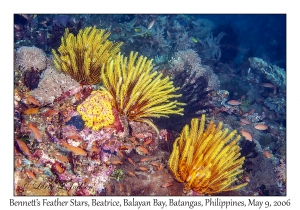 Bennett's Feather Star