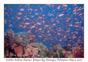 Scalefin Anthias