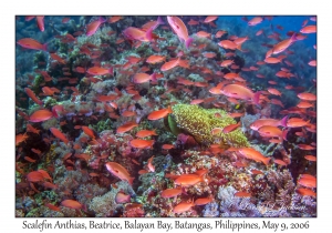 Scalefin Anthias