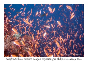 Scalefin Anthias