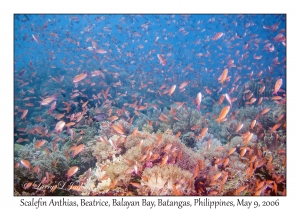 Scalefin Anthias