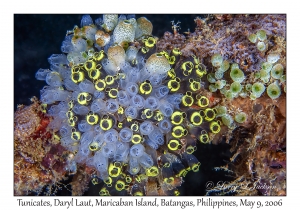 Tunicates