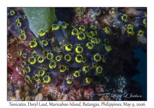 Tunicates