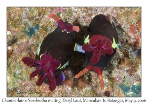 Chamberlain's Nembrotha mating