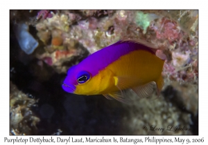 Purpletop Dottyback