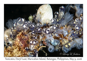 Tunicates