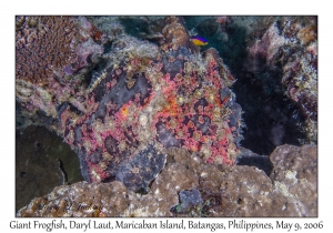 Giant Frogfish