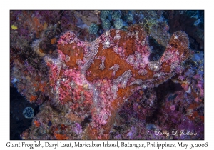 Giant Frogfish