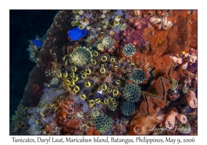 Tunicates