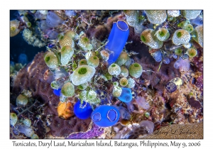 Tunicates