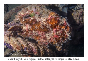 Giant Frogfish