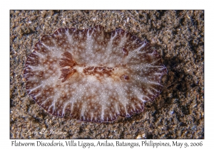 Flatworm Discodoris