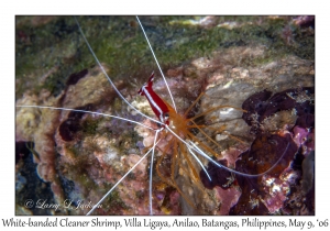 White-banded Cleaner Shrimp