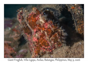 Giant Frogfish