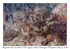 Magnum Sea Cucumber