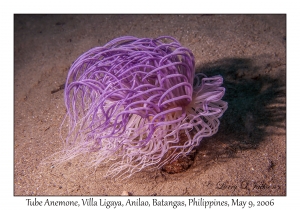 Tube Anemone