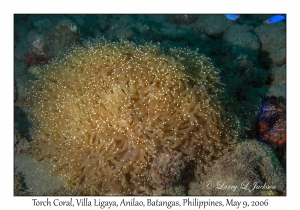 Torch Coral