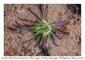 Undescribed Sea Anemone