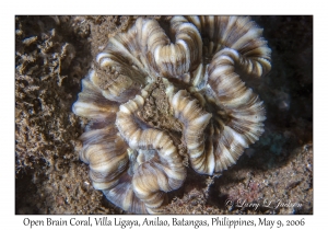 Open Brain Coral