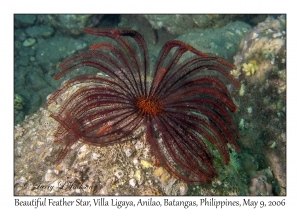 Beautiful Feather Star