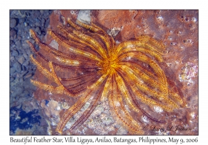 Beautiful Feather Star