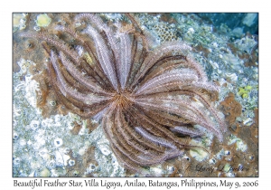 Beautiful Feather Star