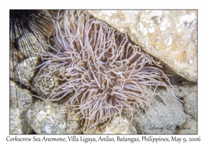 Corkscrew Sea Anemone