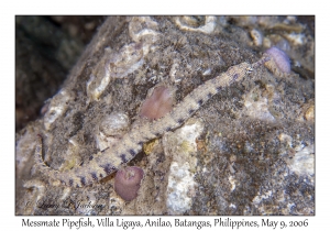 Messmate Pipefish