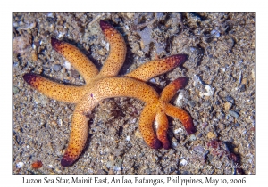 Luzon Sea Seastar