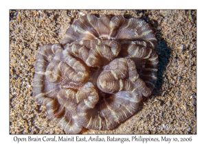 Open Brain Coral