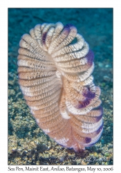 Sea Pen