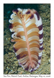 Sea Pen